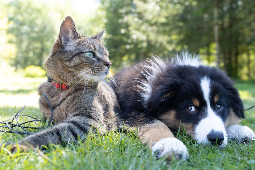 Mental and Physical Enrichment for Dogs and Cats: Boost Their Health, Happiness, and Well-Being